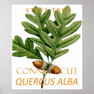 Poster Territoire du Connecticut Arbre Le Chêne Blanc
