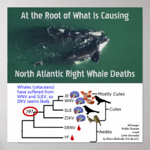 Poster Tester les baleines noires de l'Atlantique Nord po