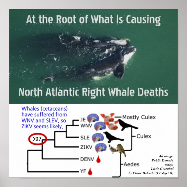 Poster Tester les baleines noires de l'Atlantique Nord po (Devant)