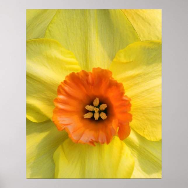 Poster Tête (Devant)