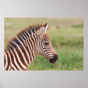 Poster Tête de bébé zèbre, Tanzanie