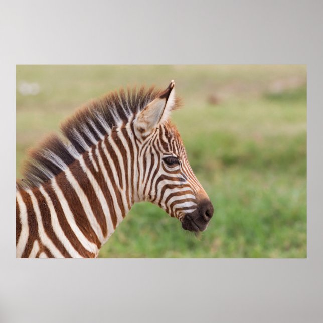 Poster Tête de bébé zébrée, Tanzanie (Devant)