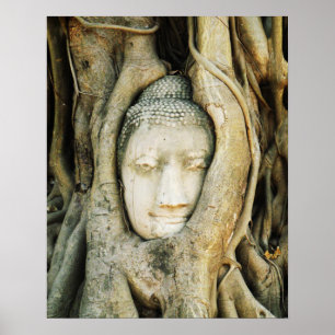 Poster Tête de Bouddha dans le Fig Tree .. Ayutthaya, Tha