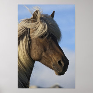 Poster Tête de cheval islandais, Islande