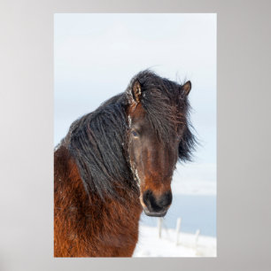Poster Tête de cheval islandais royal