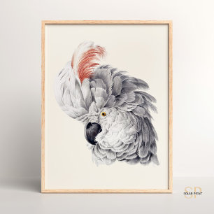Poster Tête de Cockatoo blanc Macaw Parrot Aert Schouman