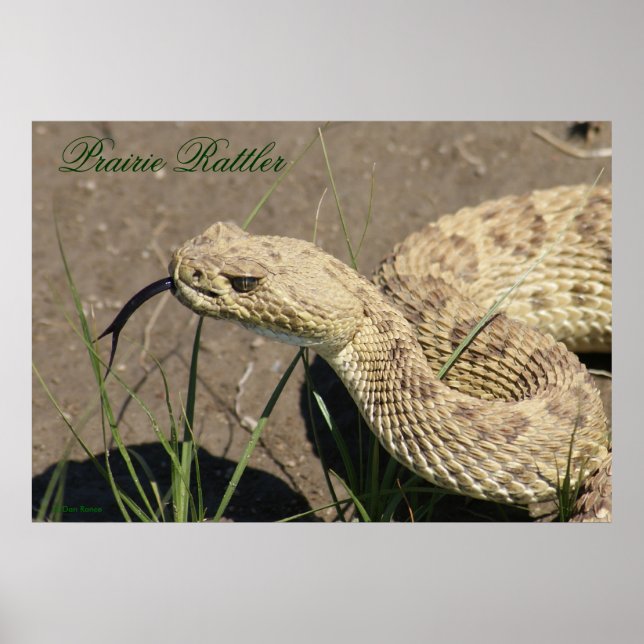 Poster Tête de crotale R8 Prairie (Devant)