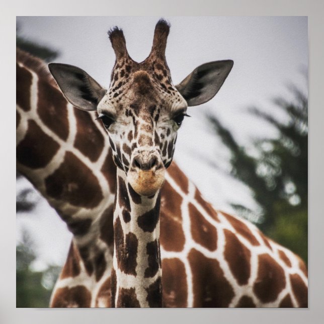 Poster Tête de girafe Tirage de fourrure de girafe Animal (Devant)