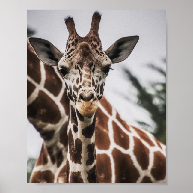 Poster Tête de girafe Tirage de fourrure de girafe Animal (Devant)