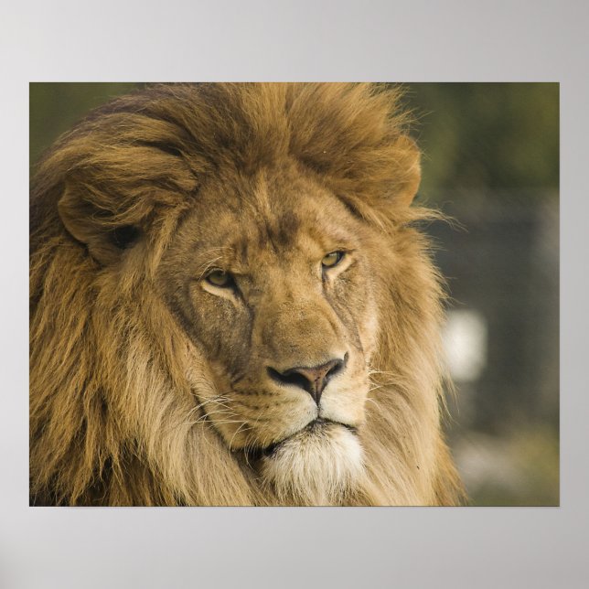 Poster Tête de lion (Devant)