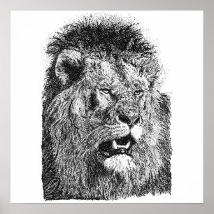 Poster Tête de lion mâle dessinée à la main Art Illustrat