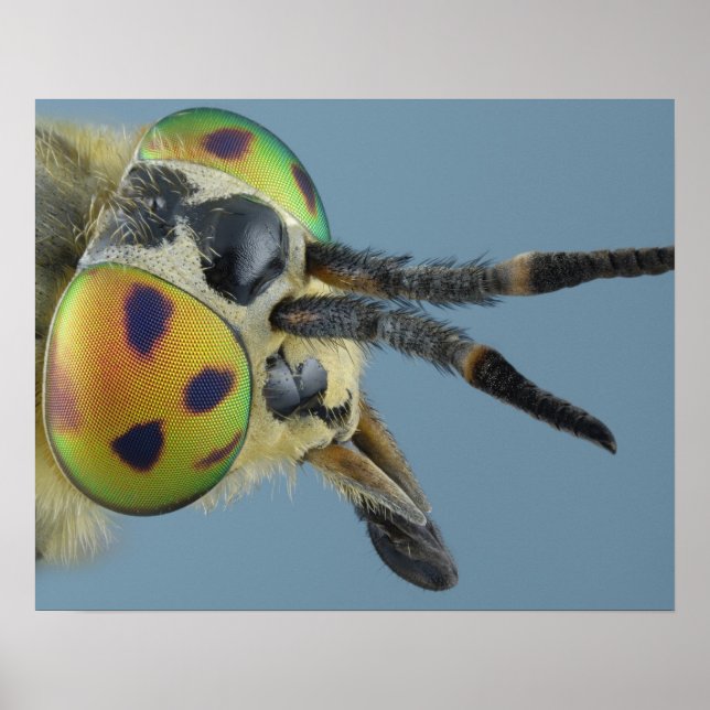 Poster Tête de mouche de cerf (Devant)