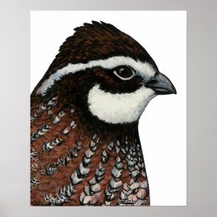 Poster Tête de Queue Bobwhite