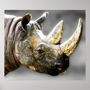 Poster Tête de rhinocéros, peinture grise d'arrière -