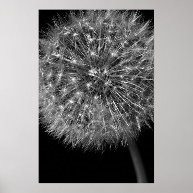 Poster Tête de semence Dandelion (Devant)