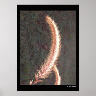 Poster - Tête de semence en herbe ornementale