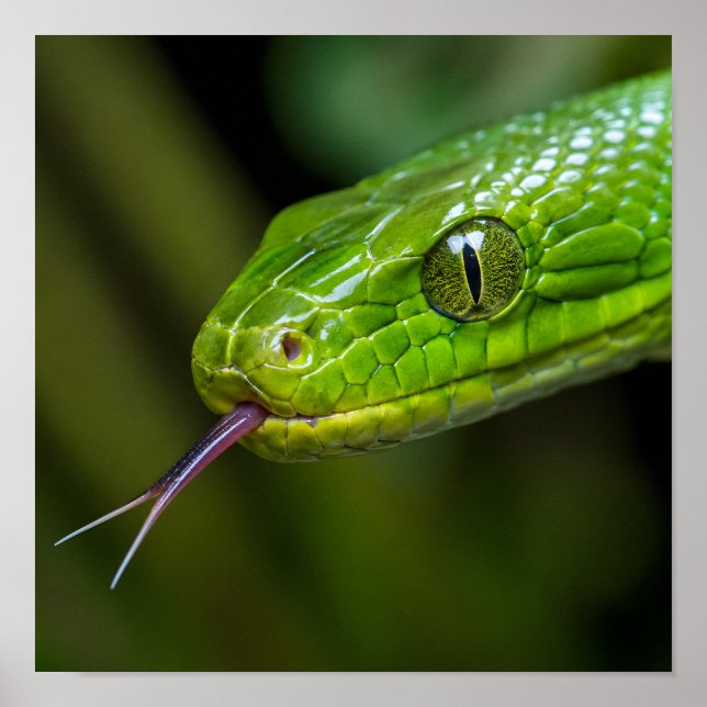 Poster Tête de serpent vert (Devant)