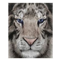 Tête de Tigre Blanc Esthétique Faunique