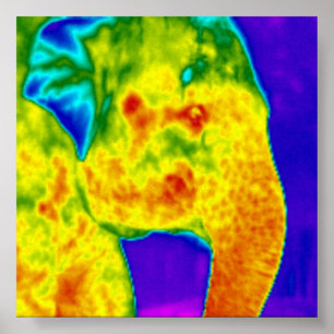 Poster Tête d'éléphants