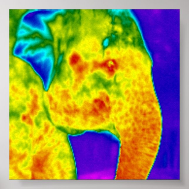 Poster Tête des éléphants (Devant)