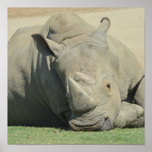 Poster Tête du troupeau