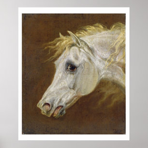Poster Tête d'un cheval Arabe gris (huile sur la toile