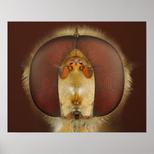 Poster Tête et yeux composés d'une mouche