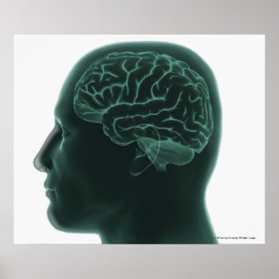 Poster Tête humaine en profil montrant le cerveau
