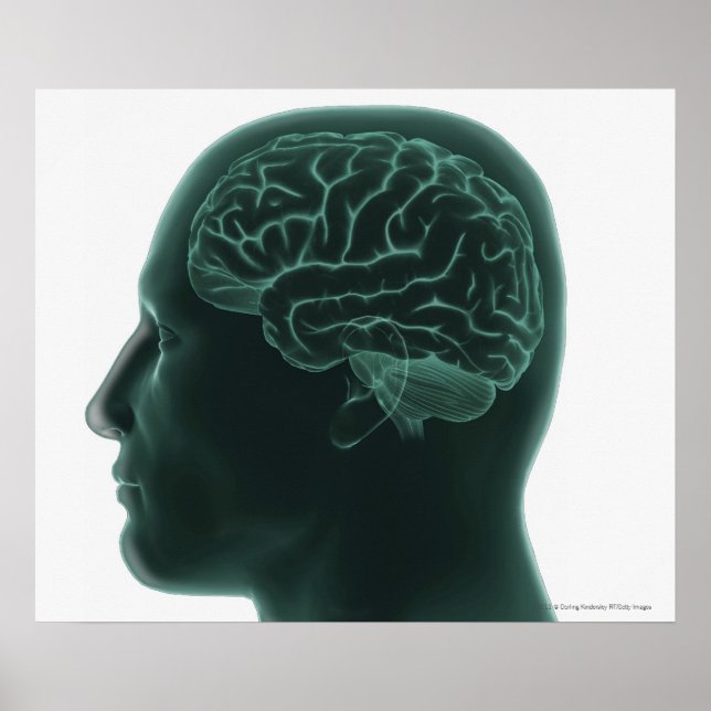 Poster Tête humaine en profil montrant le cerveau (Devant)