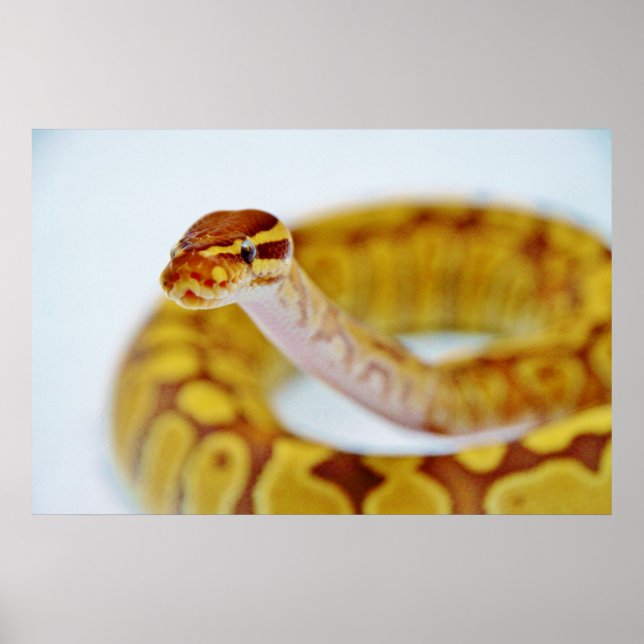Poster Tête Python à bille jaune (Devant)