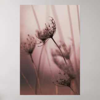 Poster Têtes de graines de fleurs sauvages en lumière dou