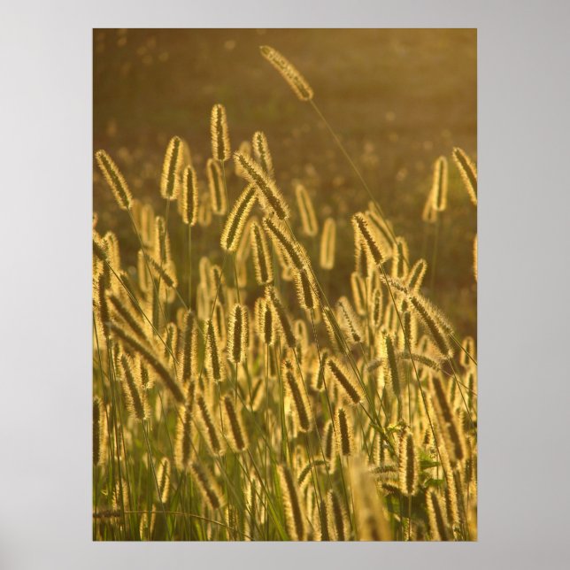 Poster Têtes de graines d'herbe au coucher du soleil (Devant)