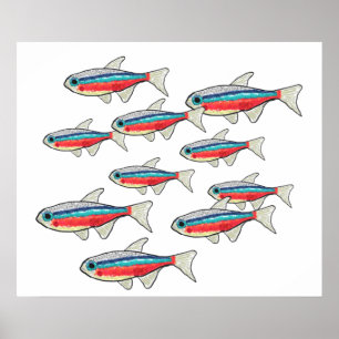 Poster Tetra néon