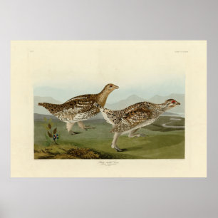 Poster Tétras à queue fine - Audubon's Birds of America