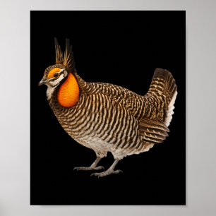 Poster Tétras d'Attwater Faune Oiseaux Nature