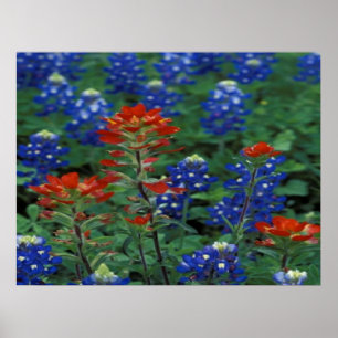 Poster Texan Bluebonnets & Paintbrush Flowers Art Imprime