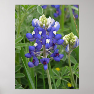 Poster Texas Bluebonnet