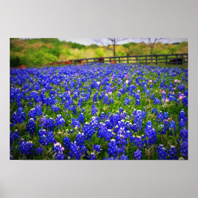 Poster Texas Bluebonnet (Devant)