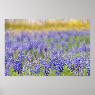 Poster Texas Bluebonnets, comté de Nacogdoches