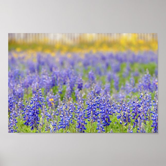 Poster Texas Bluebonnets, comté de Nacogdoches (Devant)