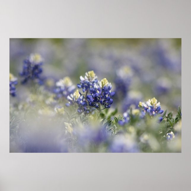Poster Texas Bluebonnets série photo #5 (Devant)