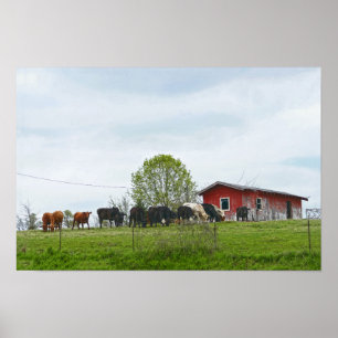Poster Texas Cattle et vieille grange rouge