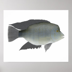 Poster Texas Cichlid