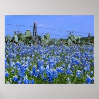 Texas Hill Country Bluebonnets/Cactus Art