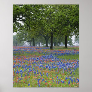 Poster Texas Hill Country, Texas Paintbrush et
