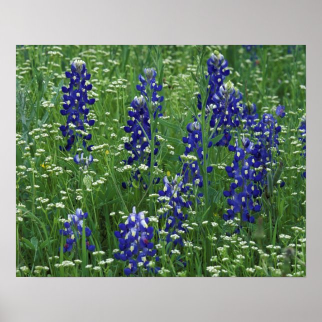 Poster Texas, Lac Buchanan. Texas Bluebonnet et Wild (Devant)