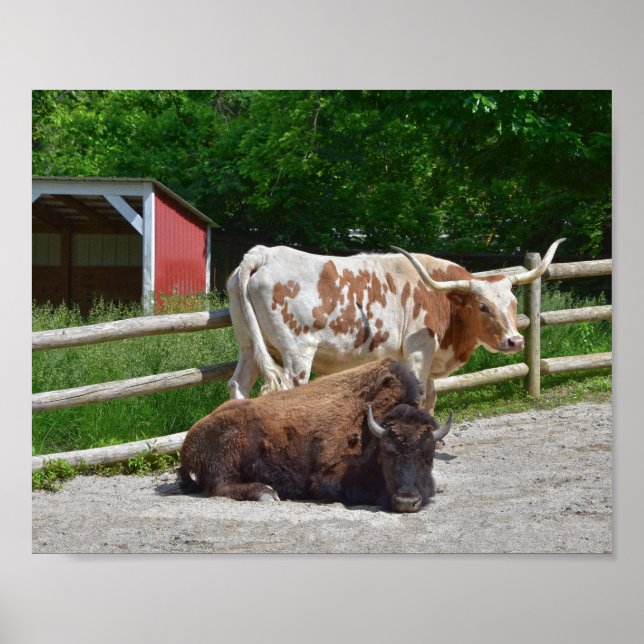 Poster Texas Longhorn et American Bison (Devant)