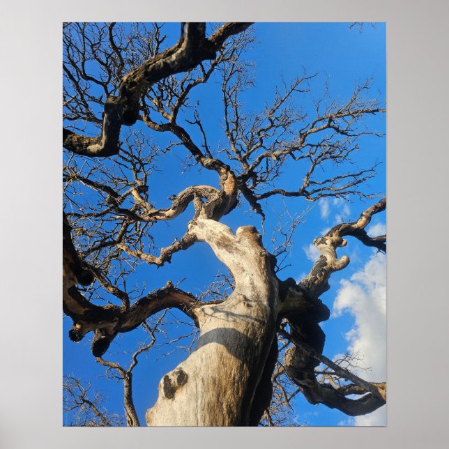 Poster Texas Oak Scarred From Wildfire (Devant)
