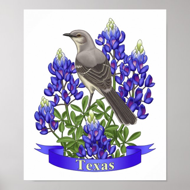 Poster Texas State Mockingbird & Bluebonnet Flower (Devant)