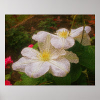 Textes White Clematis Paire Floral Art Imprimer